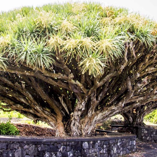 Acores